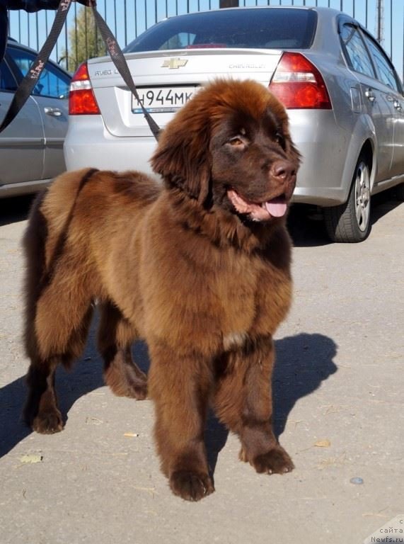 Фото: ньюфаундленд Brownblood MSK Drimi Ein (Браунблад МСК Дрими Эйн)