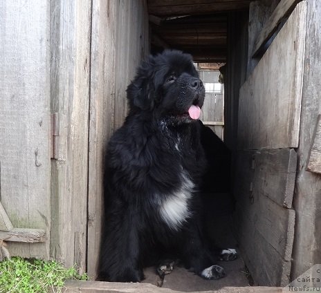 Фото: ньюфаундленд N'yufort Azet Abayya (Ньюфорт Азет Абайя)
