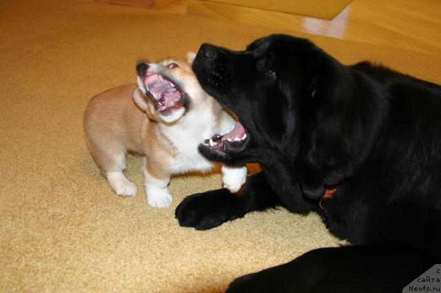 Фото: ньюфаундленд Sladkaya Moya ot Sibirskogo Medvedya (Сладкая Моя от Сибирского Медведя)