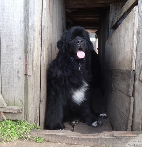 Фото: ньюфаундленд N'yufort Azet Abayya (Ньюфорт Азет Абайя)