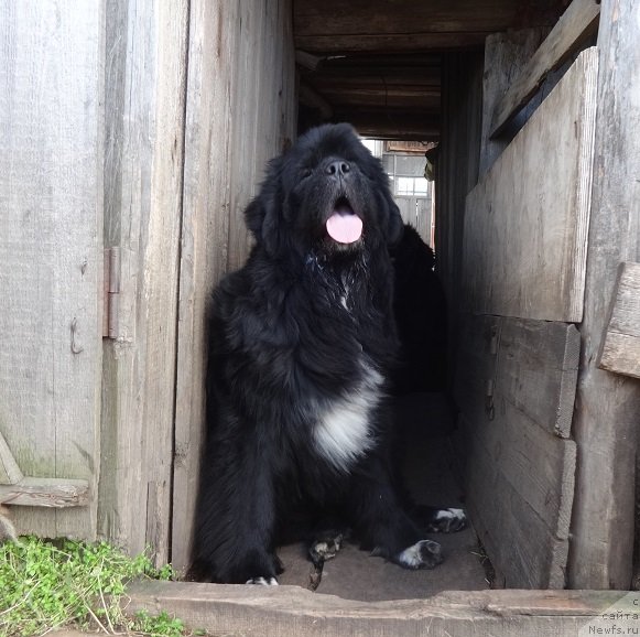 Фото: ньюфаундленд N'yufort Azet Abayya (Ньюфорт Азет Абайя)