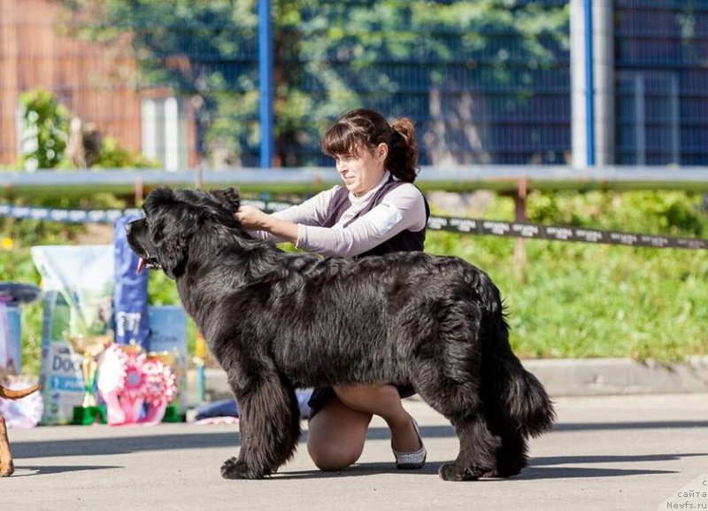 Фото: ньюфаундленд Njufort iz Peni Morskoy Afrodita (Ньюфорт из Пены Морской Афродита)