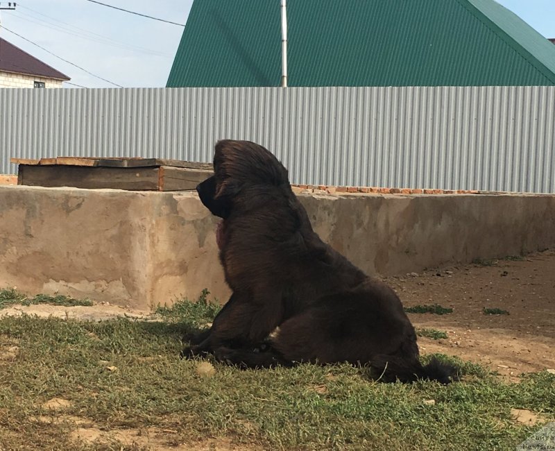 Фото: ньюфаундленд N'yufort Leonardo (Ньюфорт Леонардо)