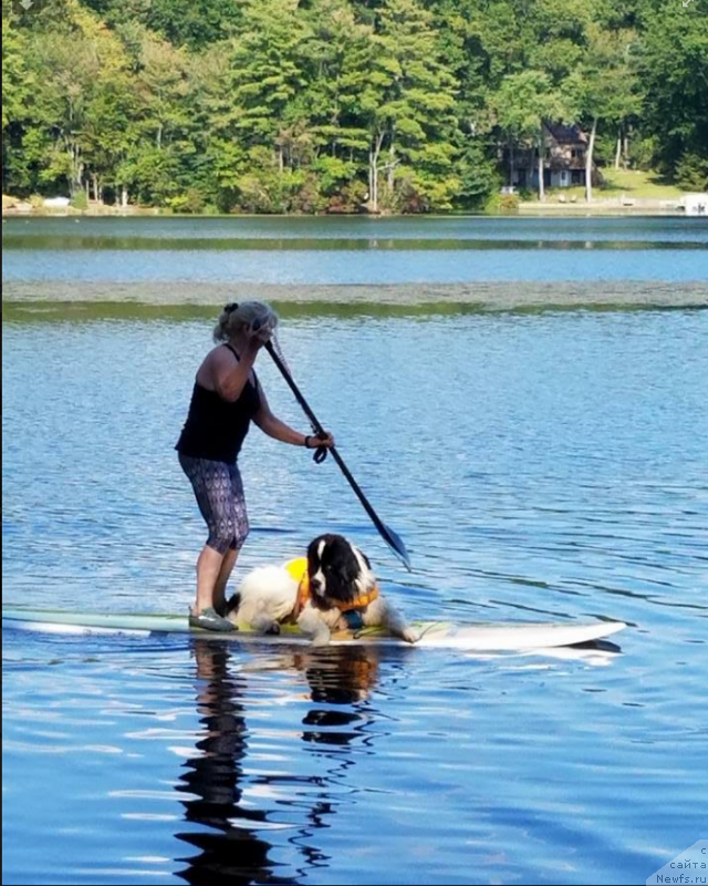 Фото: ньюфаундленд Eksklyuzive Macho Myen fo Birbruk (Ексклюзиве Мачо Мэн фо Бирбрук)