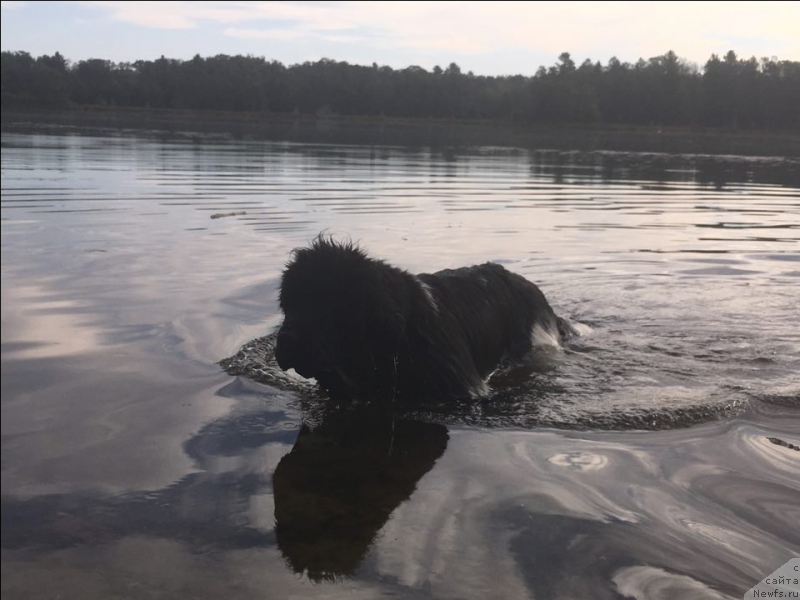 Фото: ньюфаундленд Sent Djons Urban Love (Сент Джонс Урбан Лове)