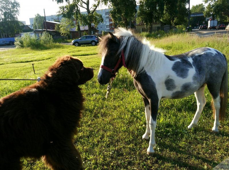 Фотография № 230290