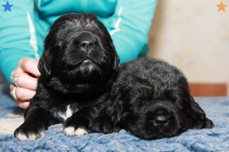 Фото: ньюфаундленд Funnewf Baltica (Фанньюф Балтика), ньюфаундленд Funnewf Bootsman (Фанньюф Боцман)