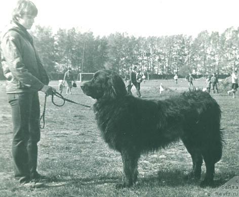 Фото: ньюфаундленд Jiskar Jakol'd (Жискар Жакольд)