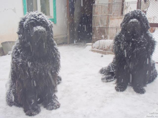 Фото: ньюфаундленд Yunspotid Hay iz Medvejyego Yara (Юнспотид Хай Из Медвежьего Яра), ньюфаундленд Tsarskiy Roman iz Medvejyego Yara (Царский Роман из Медвежьего Яра)