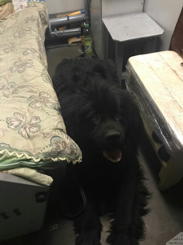 Фото: ньюфаундленд Prekrasnyiy Princ iz Kovrova (Прекрасный Принц из Коврова)