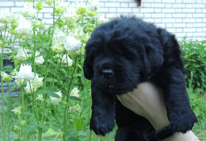 Фото: ньюфаундленд Funnewf Baltica (Фанньюф Балтика)