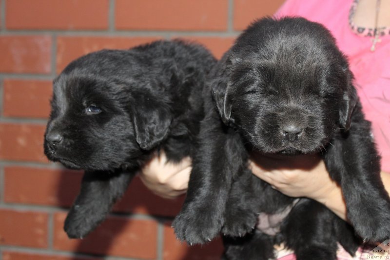 Фото: ньюфаундленд All Right is Antagrada (Олл Райт из Антаграда)