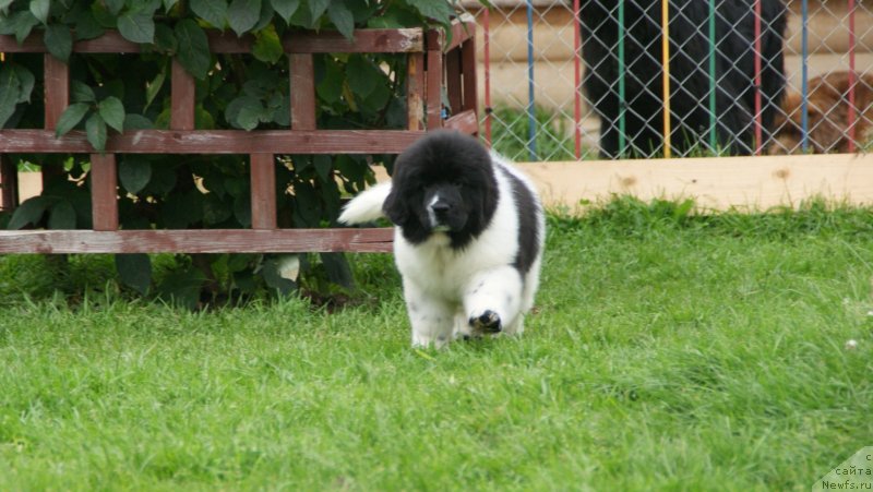Фото: ньюфаундленд Snou Viking Byembi (Сноу Викинг Бэмби)