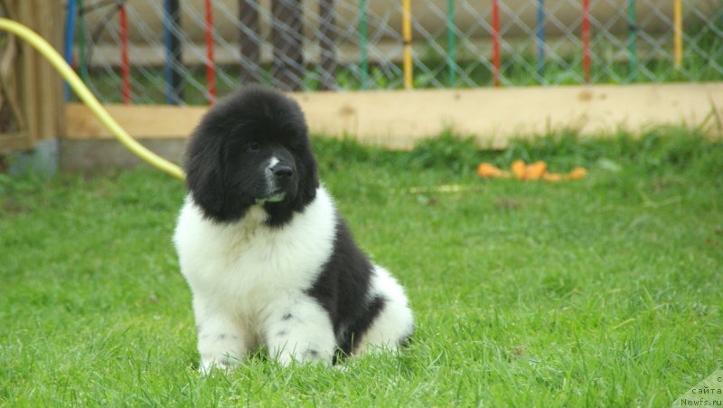 Фото: ньюфаундленд Snou Viking Byembi (Сноу Викинг Бэмби)