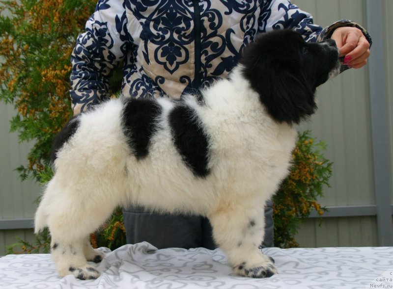 Фото: ньюфаундленд Snou Viking Byembi (Сноу Викинг Бэмби)