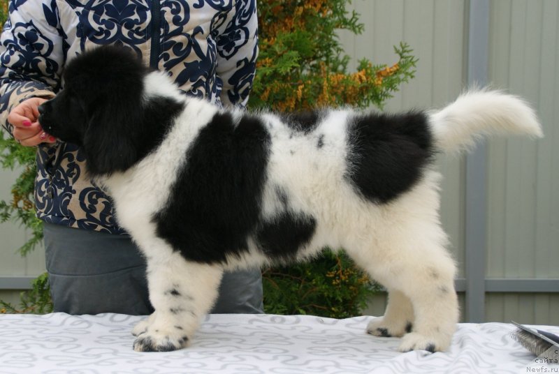 Фото: ньюфаундленд Snou Viking Byembi (Сноу Викинг Бэмби)