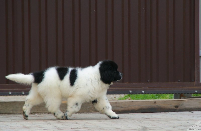 Фото: ньюфаундленд Snou Viking Byembi (Сноу Викинг Бэмби)