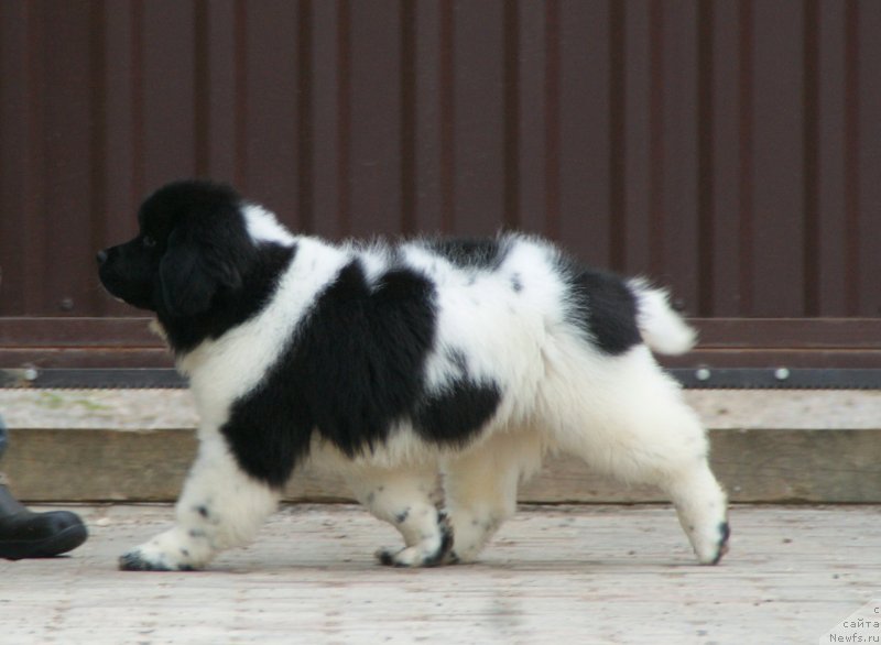 Фото: ньюфаундленд Snou Viking Byembi (Сноу Викинг Бэмби)
