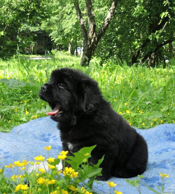 Фото: ньюфаундленд Funnewf Baltica (Фанньюф Балтика)