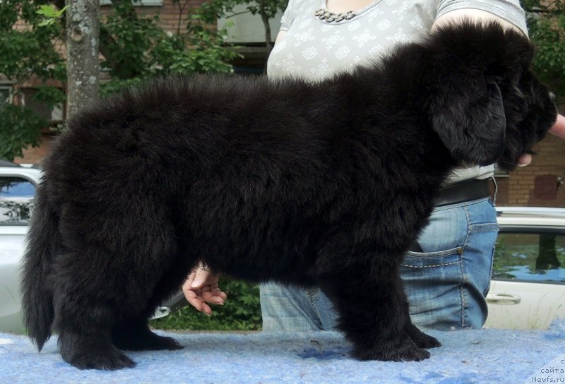 Фото: ньюфаундленд Funnewf Baltica (Фанньюф Балтика)