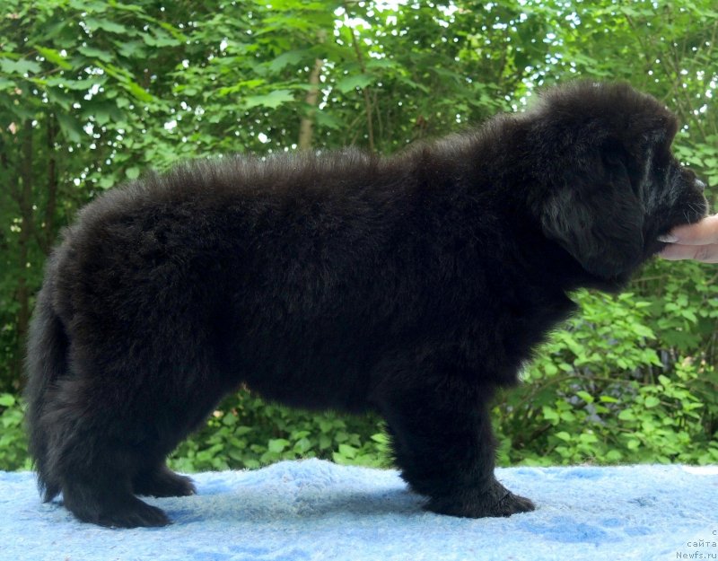 Фото: ньюфаундленд Funnewf Baltica (Фанньюф Балтика)