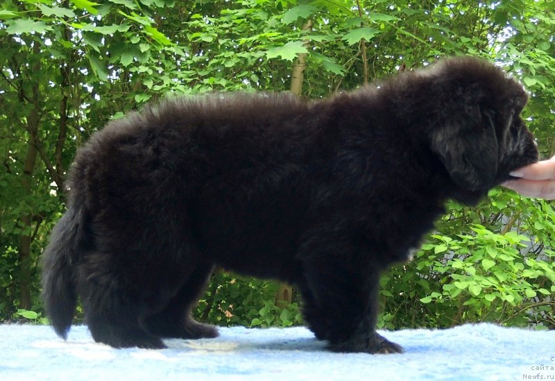 Фото: ньюфаундленд Funnewf Baltica (Фанньюф Балтика)