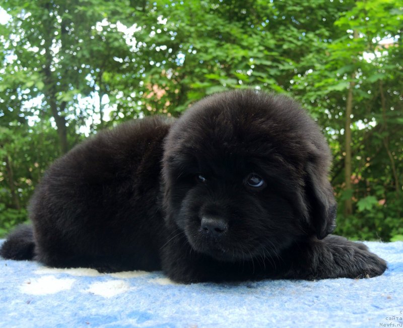 Фото: ньюфаундленд Funnewf Baltica (Фанньюф Балтика)