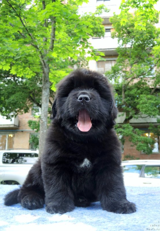 Фото: ньюфаундленд Funnewf Baltica (Фанньюф Балтика)