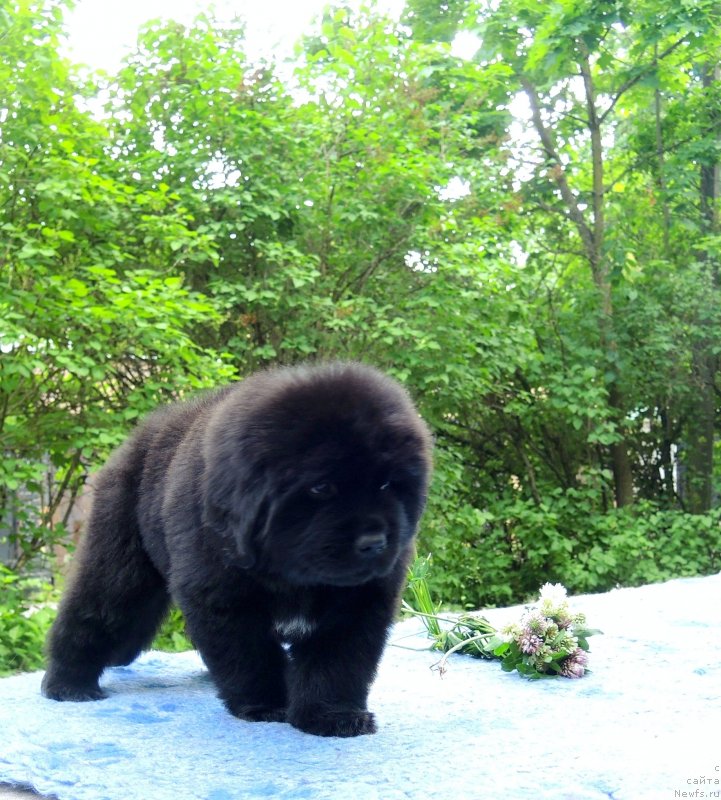 Фото: ньюфаундленд Funnewf Baltica (Фанньюф Балтика)