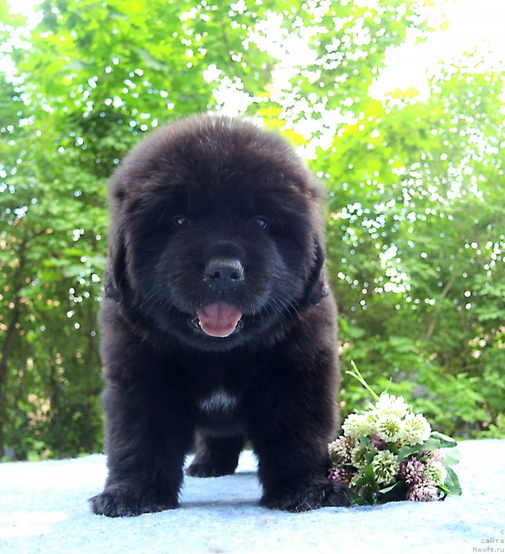 Фото: ньюфаундленд Funnewf Baltica (Фанньюф Балтика)