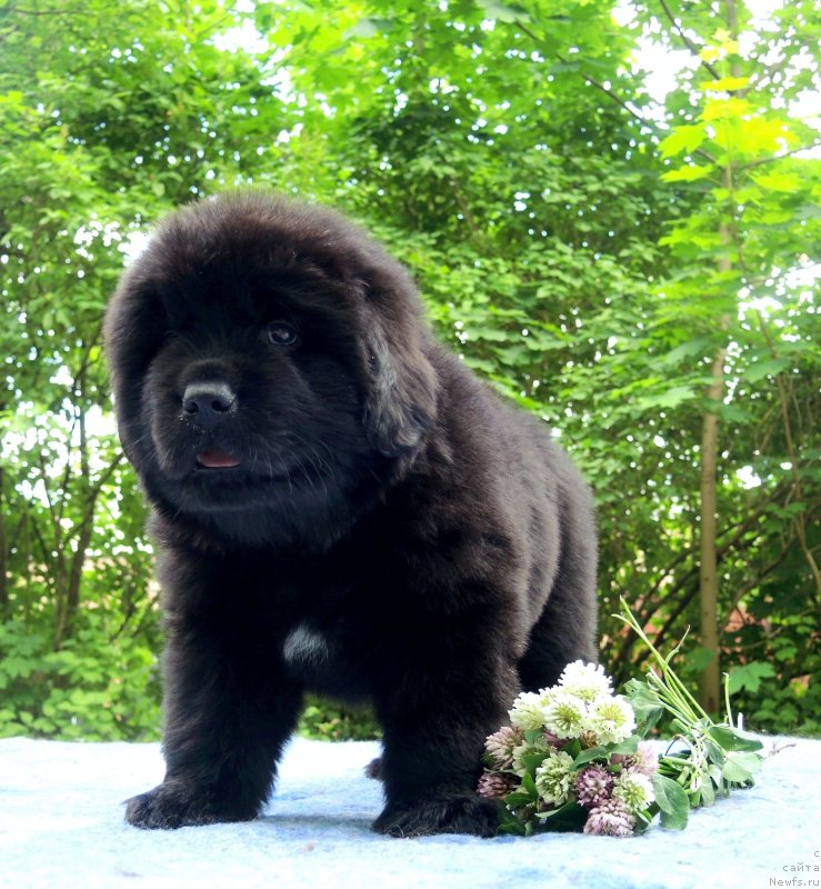 Фото: ньюфаундленд Funnewf Baltica (Фанньюф Балтика)