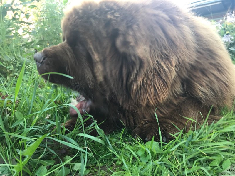 Фото: ньюфаундленд Brownblood MSK Veles Alister (Браунблад МСК Велес Алистер)
