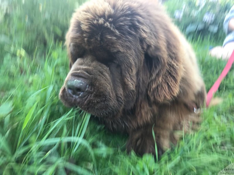 Фото: ньюфаундленд Brownblood MSK Veles Alister (Браунблад МСК Велес Алистер)