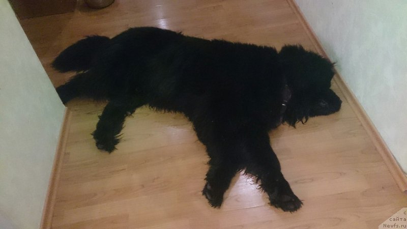 Фото: ньюфаундленд Prekrasnyiy Princ iz Kovrova (Прекрасный Принц из Коврова)