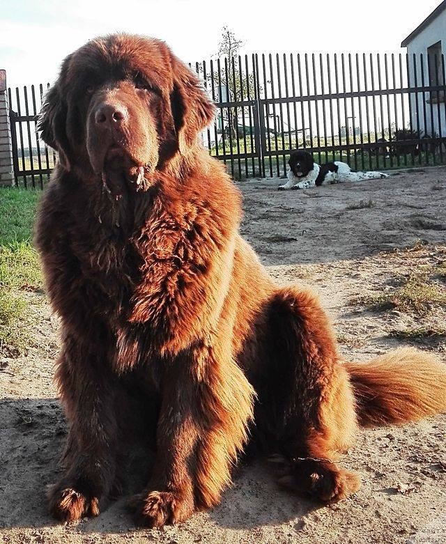 Фото: ньюфаундленд Brownblood MSK Armata Loyar Aid (Браунблад МСК Армата Лойар Аид)