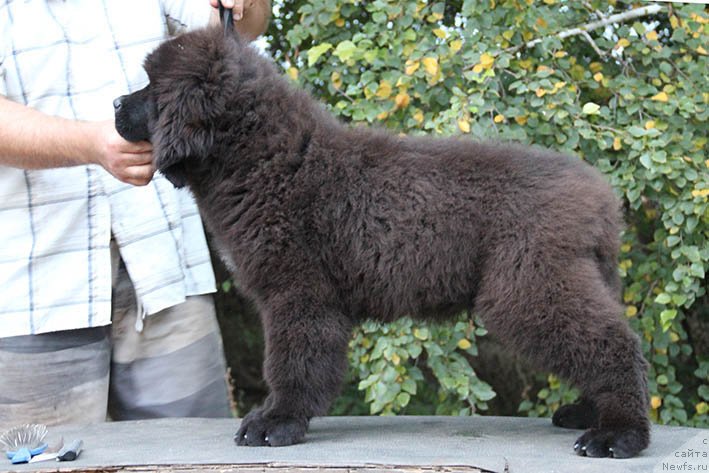 Фотография № 230346