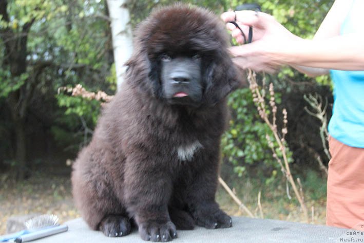 Фотография № 230347