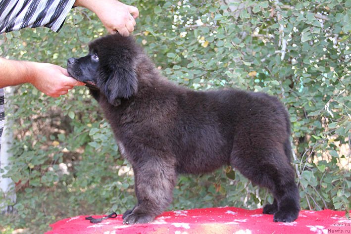 Фотография № 230349