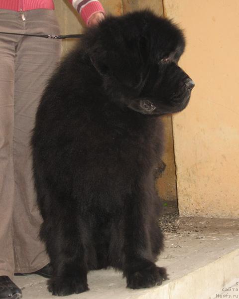 Фото: ньюфаундленд Vinces iz Medvejyego Yara Dlja Berega Dona (Винчес из Медвежьего Яра для Берега Дона)