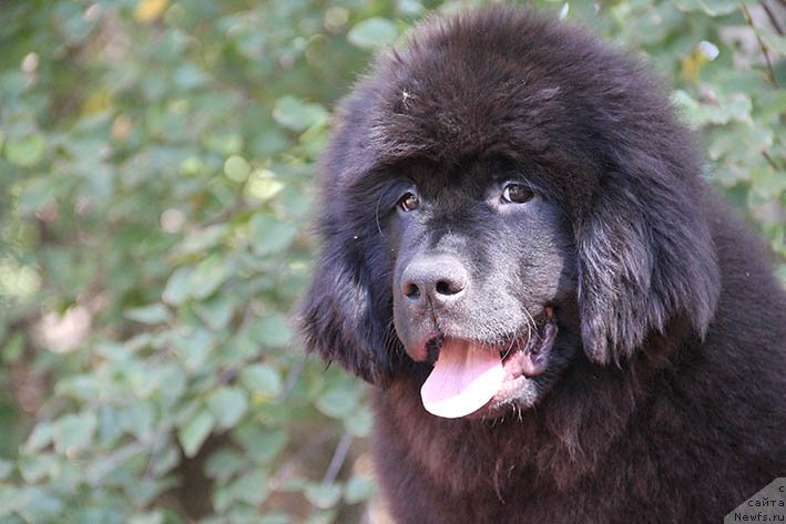 Фото: ньюфаундленд Nagrada s Berega Dona (Награда с Берега Дона)