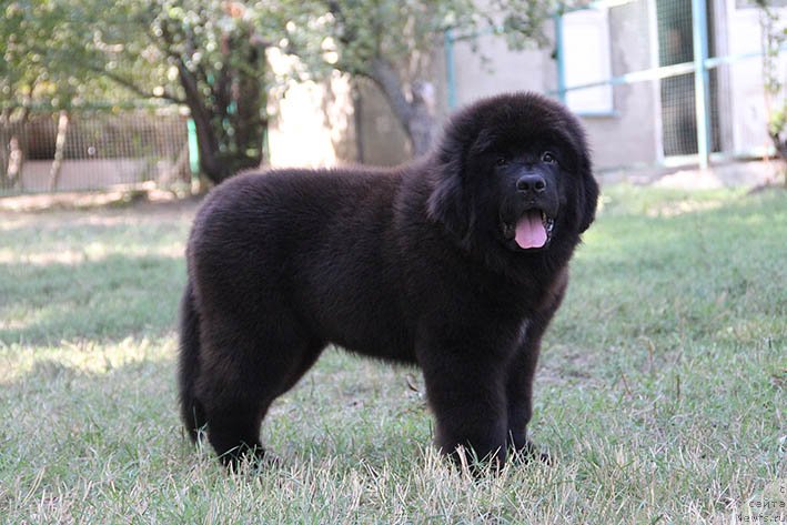 Фото: ньюфаундленд Nagrada s Berega Dona (Награда с Берега Дона)