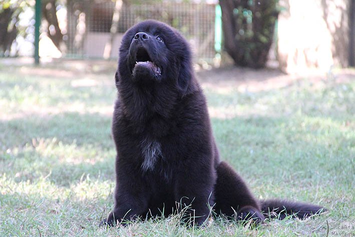 Фото: ньюфаундленд Nagrada s Berega Dona (Награда с Берега Дона)