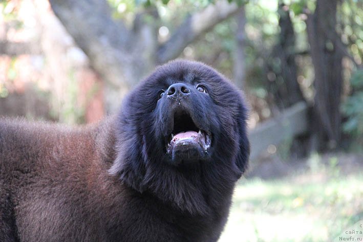 Фото: ньюфаундленд Nagrada s Berega Dona (Награда с Берега Дона)