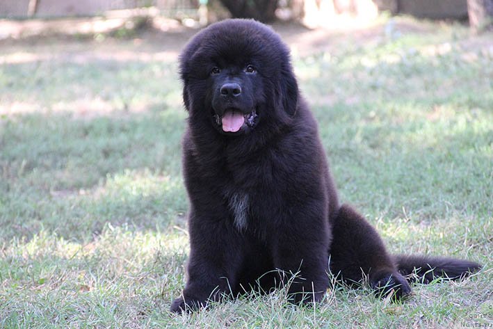 Фото: ньюфаундленд Nagrada s Berega Dona (Награда с Берега Дона)