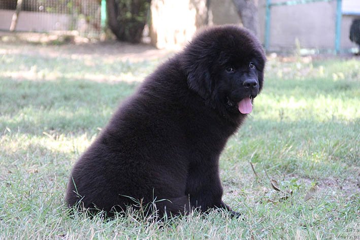 Фото: ньюфаундленд Nagrada s Berega Dona (Награда с Берега Дона)