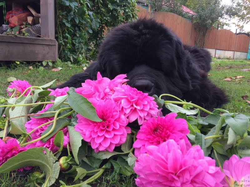 Фото: ньюфаундленд Chernaya Mafia Short and Sweet (Черная Мафия Шорт анд Свеет)