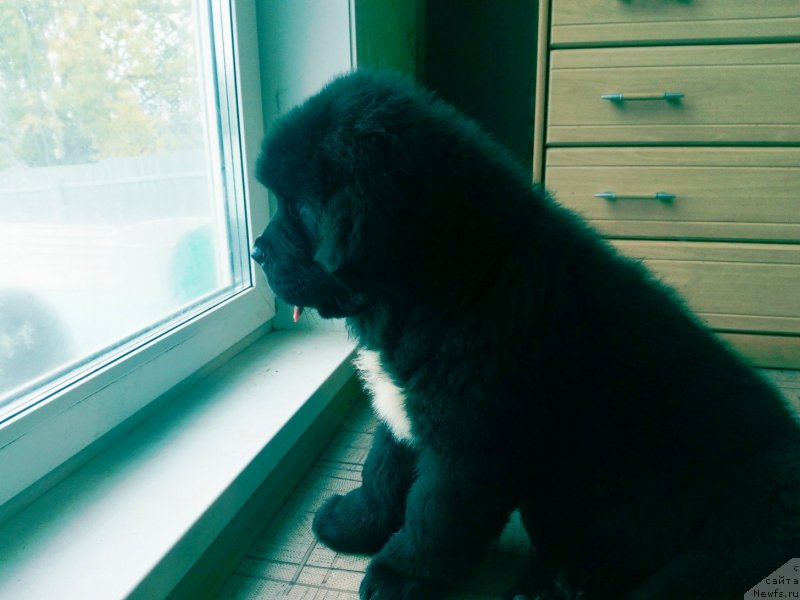 Фото: ньюфаундленд Djuliya Orso Orlando (Джулия Орсо Орландо)