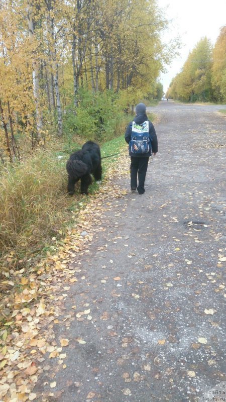 Фото: ньюфаундленд Prekrasnyiy Princ iz Kovrova (Прекрасный Принц из Коврова)