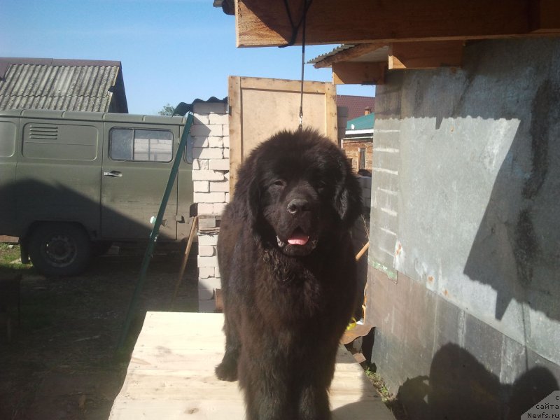 Фото: ньюфаундленд All Right is Antagrada (Олл Райт из Антаграда)