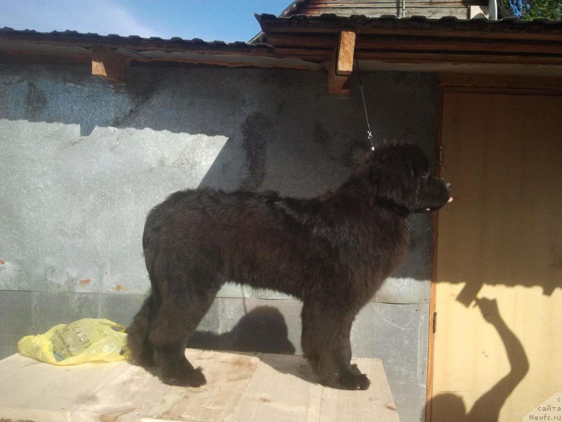 Фото: ньюфаундленд All Right is Antagrada (Олл Райт из Антаграда)